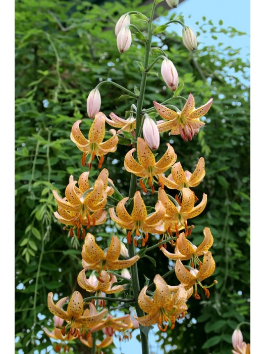 Lelija (Lot Lilium) 'Guinea Gold'-LELIJOS-SVOGŪNINĖS GĖLĖS