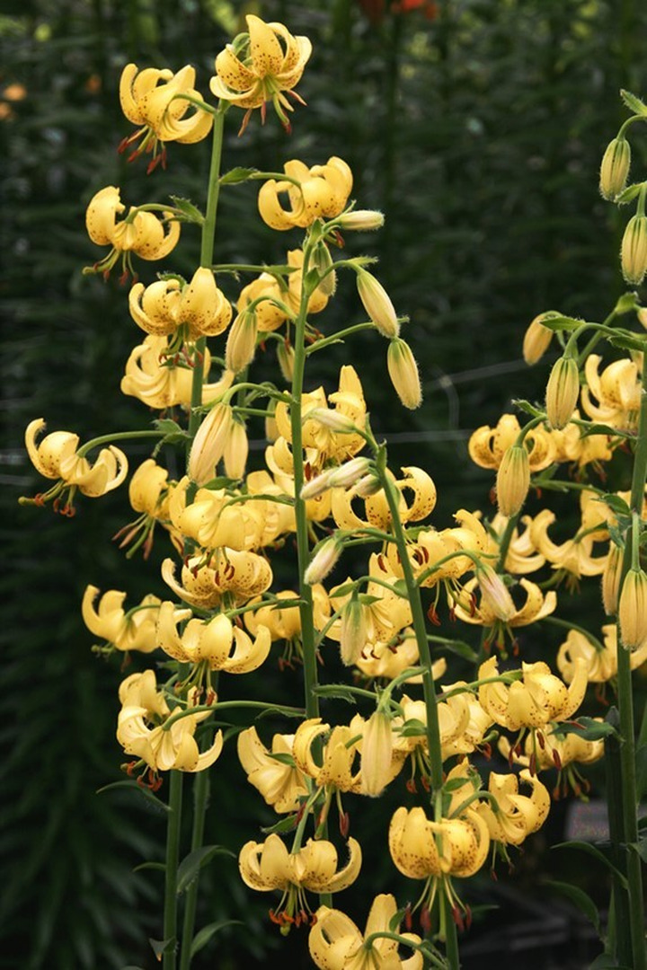 Lelija (Lot Lilium) 'Golden Morning'-LELIJOS-SVOGŪNINĖS GĖLĖS