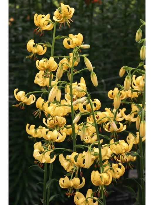 Lelija (Lot Lilium) 'Golden Morning'-LELIJOS-SVOGŪNINĖS GĖLĖS