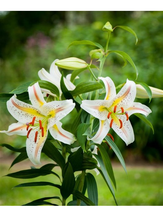 Lelija (Lot Lilium) 'Garden Party'-LELIJOS-SVOGŪNINĖS GĖLĖS