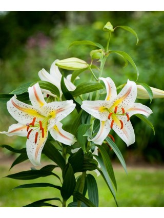 Lelija (Lot Lilium) 'Garden Party'-LELIJOS-SVOGŪNINĖS GĖLĖS