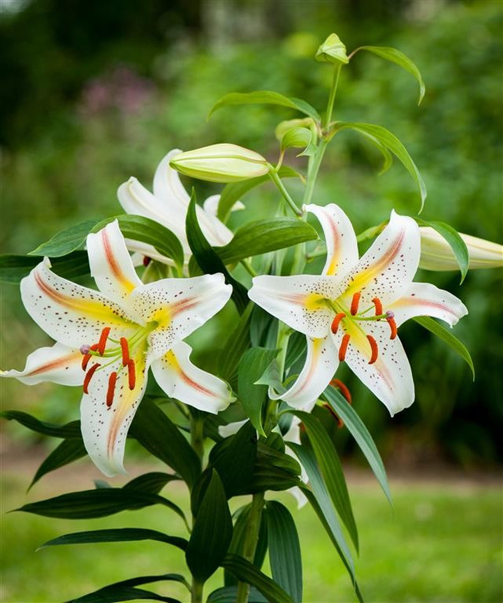 Lelija (Lot Lilium) 'Garden Party'-LELIJOS-SVOGŪNINĖS GĖLĖS