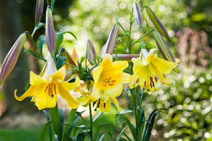 Lelija (Lot Lilium) 'Golden Splendour'-LELIJOS-SVOGŪNINĖS GĖLĖS