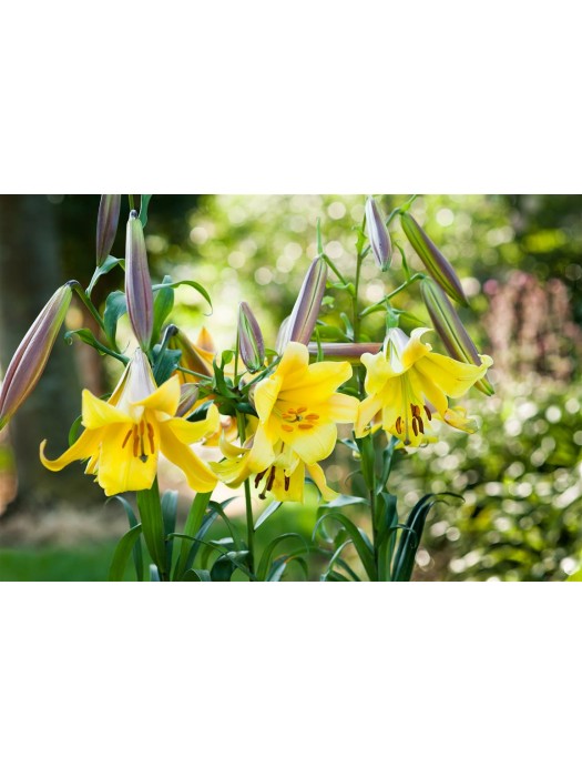 Lelija (Lot Lilium) 'Golden Splendour'-LELIJOS-SVOGŪNINĖS GĖLĖS