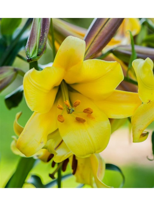 Lelija (Lot Lilium) 'Golden Splendour'-LELIJOS-SVOGŪNINĖS GĖLĖS