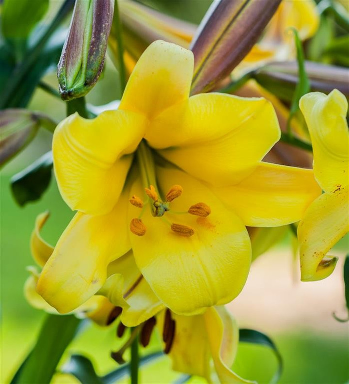 Lelija (Lot Lilium) 'Golden Splendour'-LELIJOS-SVOGŪNINĖS GĖLĖS