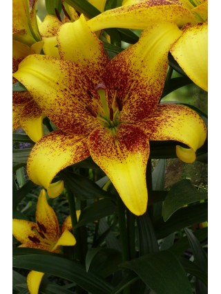 Lelija (Lot Lilium) 'Golden Stone'-LELIJOS-SVOGŪNINĖS GĖLĖS
