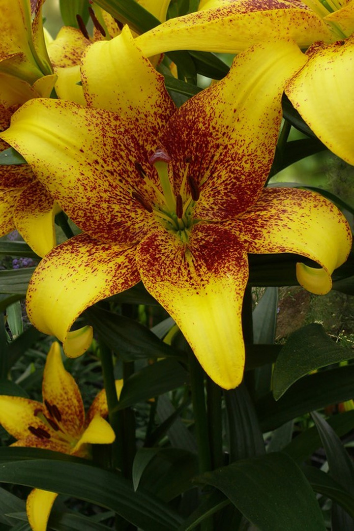 Lelija (Lot Lilium) 'Golden Stone'-LELIJOS-SVOGŪNINĖS GĖLĖS