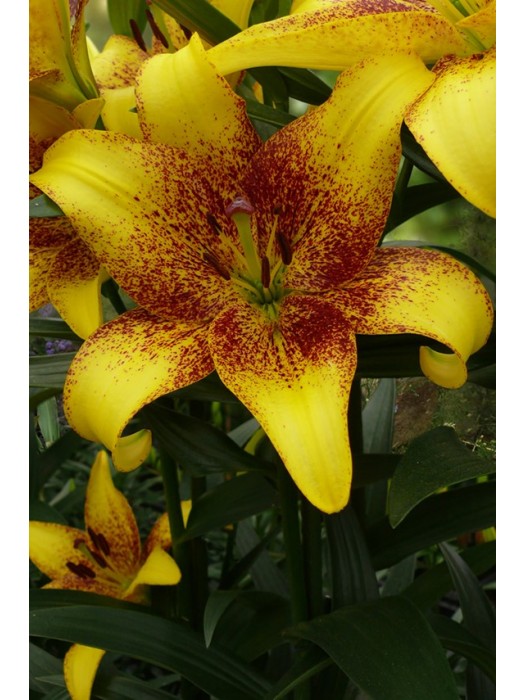 Lelija (Lot Lilium) 'Golden Stone'-LELIJOS-SVOGŪNINĖS GĖLĖS