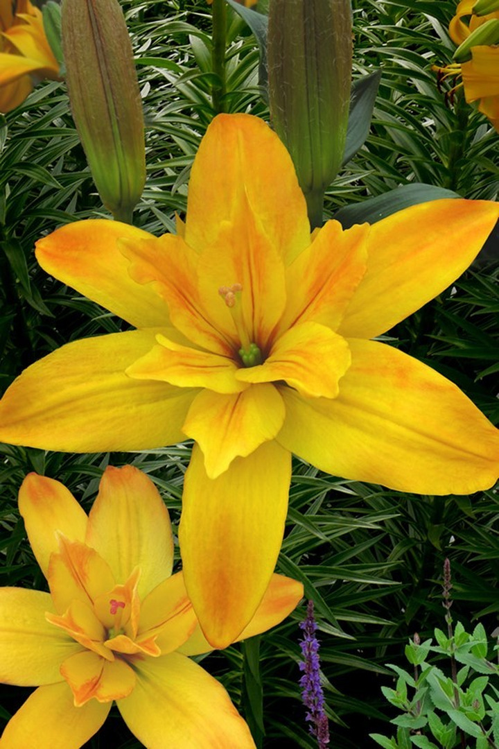 Lelija (Lot Lilium) 'Gold Twin'-LELIJOS-SVOGŪNINĖS GĖLĖS