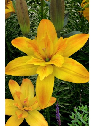 Lelija (Lot Lilium) 'Gold Twin'-LELIJOS-SVOGŪNINĖS GĖLĖS