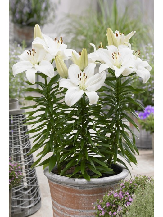 Lelija (Lot Lilium) 'Gwen'-LELIJOS-SVOGŪNINĖS GĖLĖS