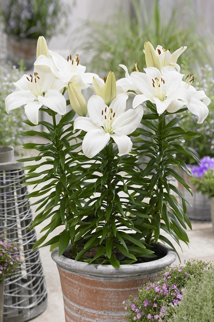 Lelija (Lot Lilium) 'Gwen'-LELIJOS-SVOGŪNINĖS GĖLĖS