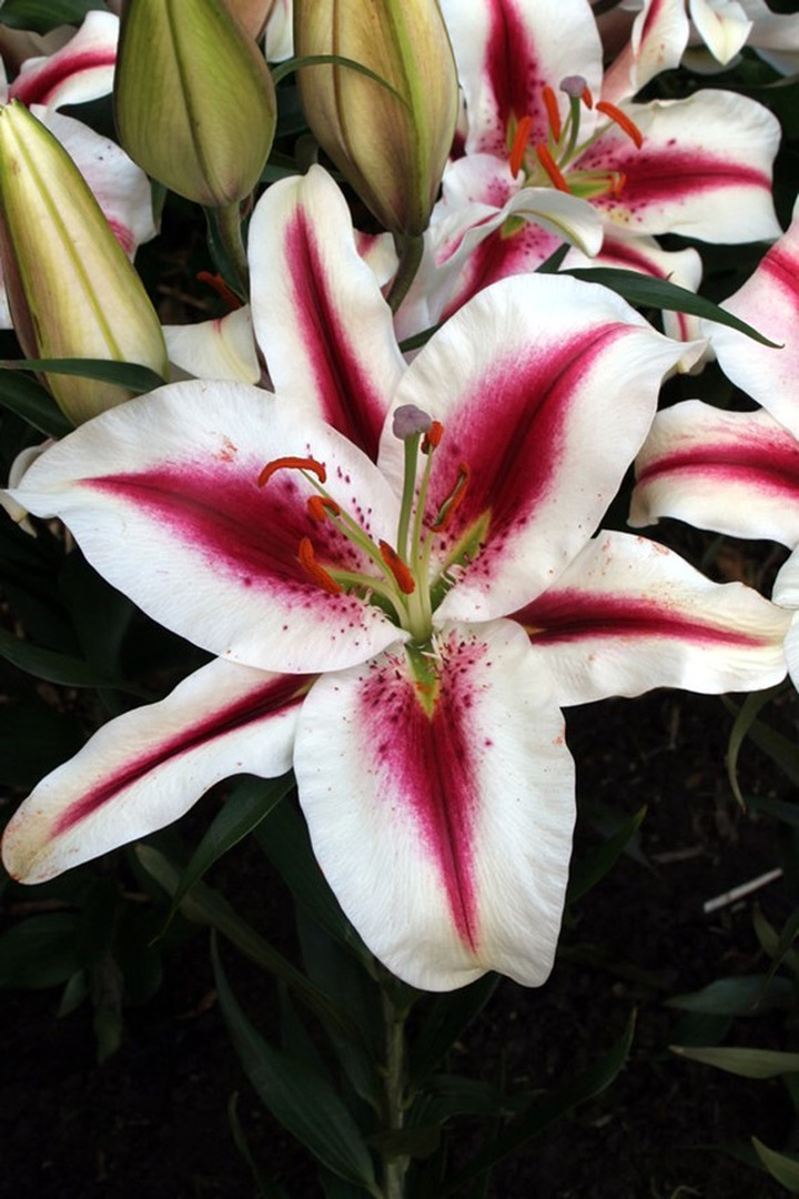 Lelija (Lot Lilium) 'Hachi'-LELIJOS-SVOGŪNINĖS GĖLĖS