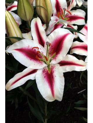 Lelija (Lot Lilium) 'Hachi'-LELIJOS-SVOGŪNINĖS GĖLĖS