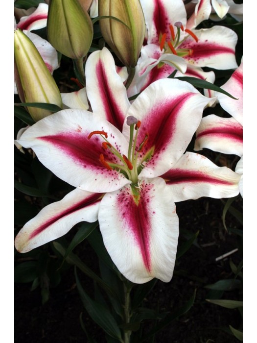 Lelija (Lot Lilium) 'Hachi'-LELIJOS-SVOGŪNINĖS GĖLĖS