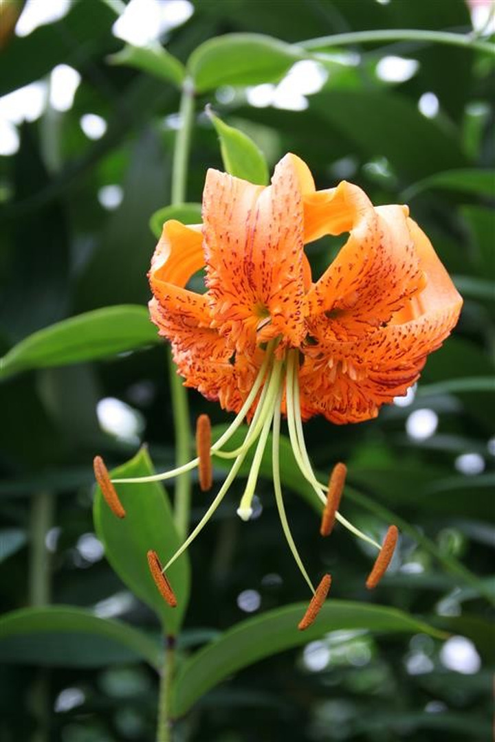 Lelija henryi (Lot Lilium henryi)-LELIJOS-SVOGŪNINĖS GĖLĖS