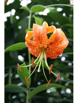 Lelija henryi (Lot Lilium henryi)-LELIJOS-SVOGŪNINĖS GĖLĖS