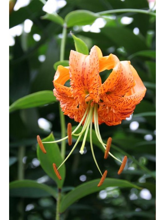 Lelija henryi (Lot Lilium henryi)-LELIJOS-SVOGŪNINĖS GĖLĖS