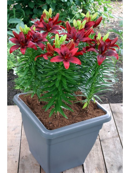 Lelija (Lot Lilium) 'Happy Love'-LELIJOS-SVOGŪNINĖS GĖLĖS