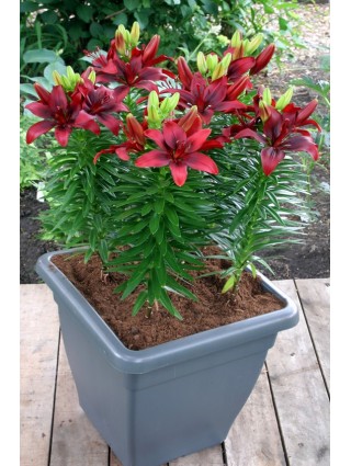 Lelija (Lot Lilium) 'Happy Love'-LELIJOS-SVOGŪNINĖS GĖLĖS