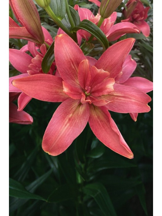 Lelija (Lot Lilium) 'Hotpants'-LELIJOS-SVOGŪNINĖS GĖLĖS