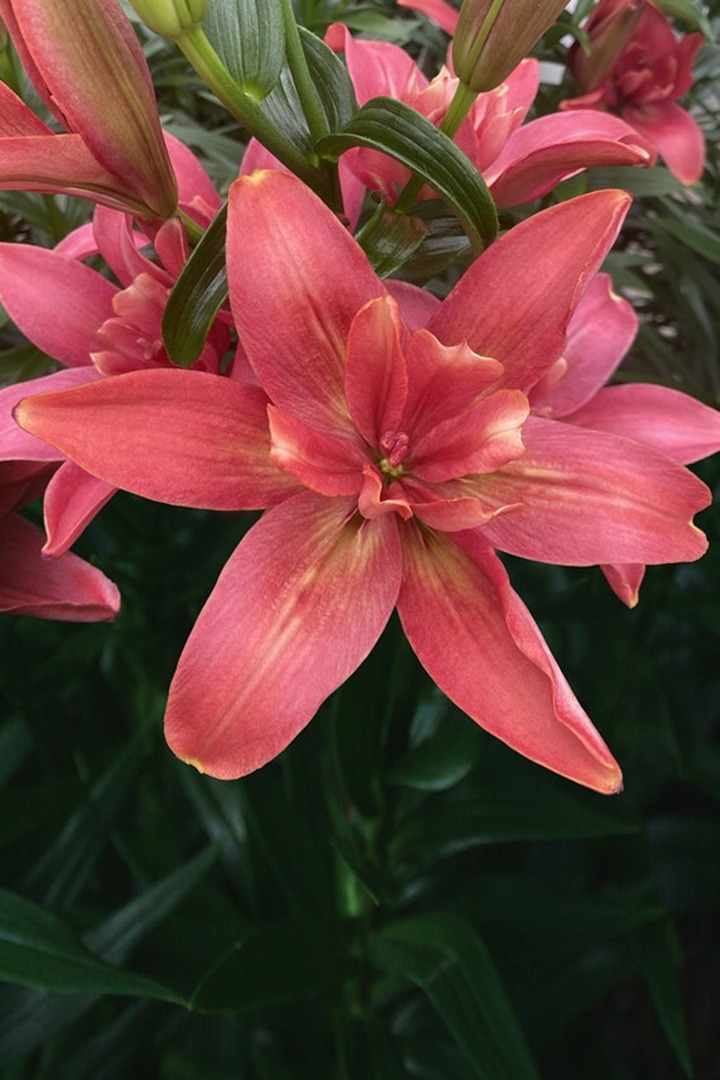 Lelija (Lot Lilium) 'Hotpants'-LELIJOS-SVOGŪNINĖS GĖLĖS