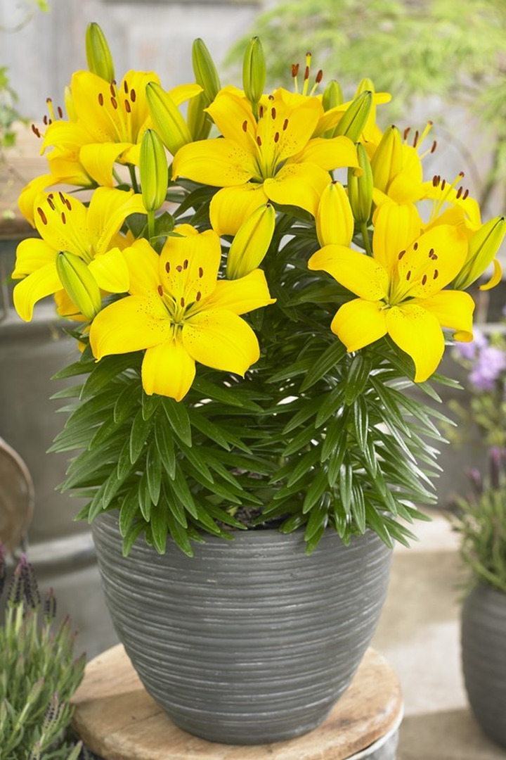 Lelija (Lot Lilium) 'Ilse'-LELIJOS-SVOGŪNINĖS GĖLĖS