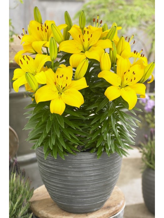 Lelija (Lot Lilium) 'Ilse'-LELIJOS-SVOGŪNINĖS GĖLĖS