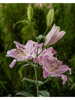 Lelija (Lot Lilium) 'Josephine'-LELIJOS-SVOGŪNINĖS GĖLĖS