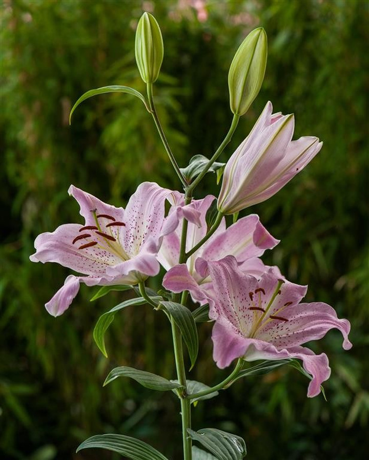 Lelija (Lot Lilium) 'Josephine'-LELIJOS-SVOGŪNINĖS GĖLĖS