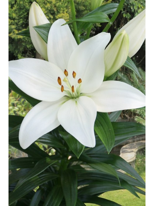 Lelija (Lot Lilium) 'Kent'-LELIJOS-SVOGŪNINĖS GĖLĖS