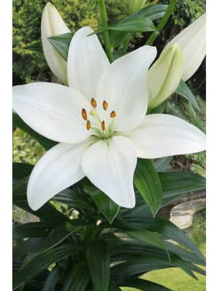 Lelija (Lot Lilium) 'Kent'-LELIJOS-SVOGŪNINĖS GĖLĖS
