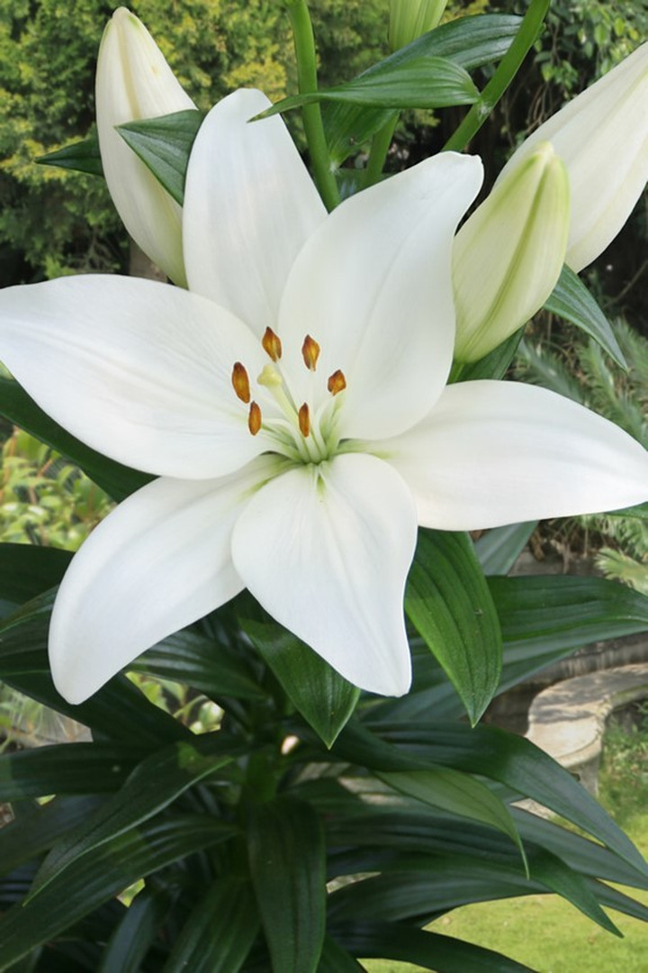 Lelija (Lot Lilium) 'Kent'-LELIJOS-SVOGŪNINĖS GĖLĖS