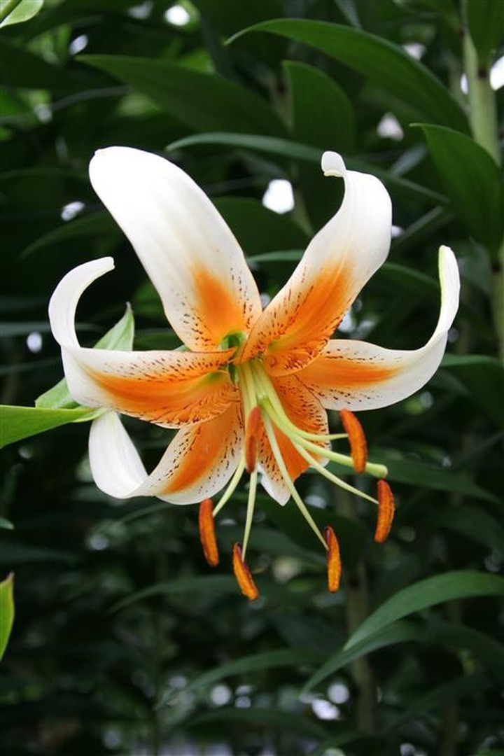 Lelija (Lot Lilium) 'Lady Alice'-LELIJOS-SVOGŪNINĖS GĖLĖS