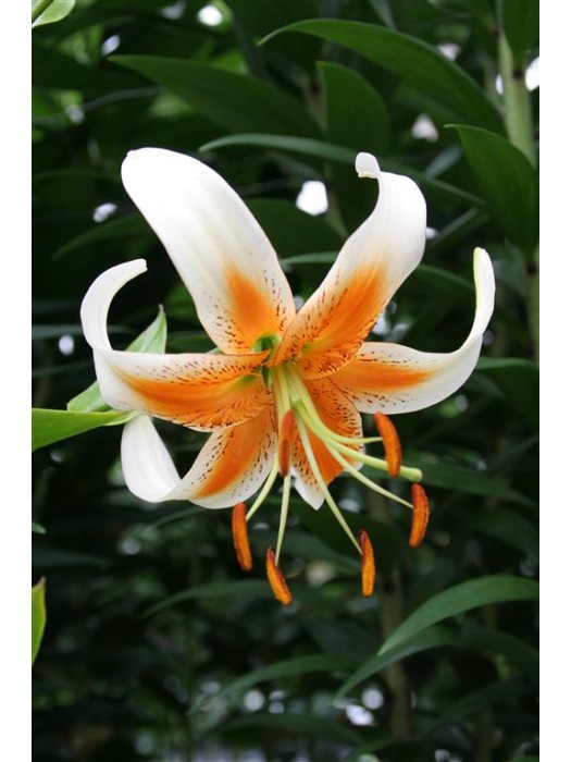 Lelija (Lot Lilium) 'Lady Alice'-LELIJOS-SVOGŪNINĖS GĖLĖS