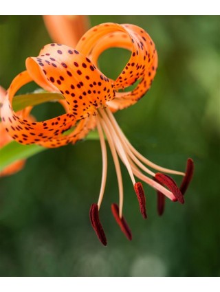 Tigrinė lelija (Lot Lilium lancifolium)-LELIJOS-SVOGŪNINĖS GĖLĖS