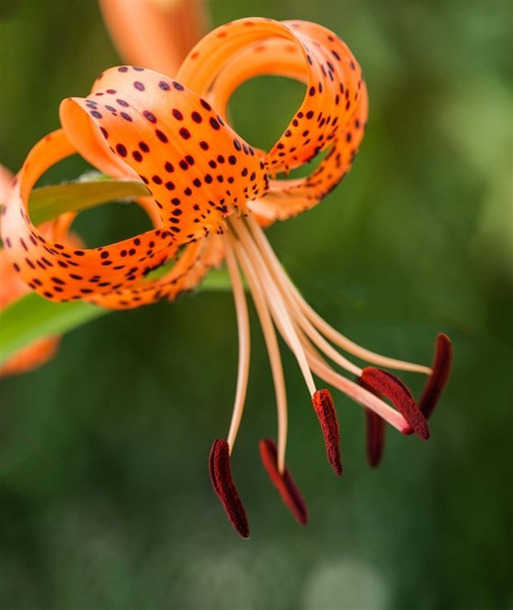 Tigrinė lelija (Lot Lilium lancifolium)-LELIJOS-SVOGŪNINĖS GĖLĖS