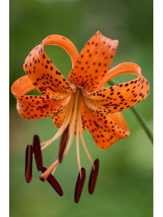 Tigrinė lelija (Lot Lilium lancifolium)-LELIJOS-SVOGŪNINĖS GĖLĖS