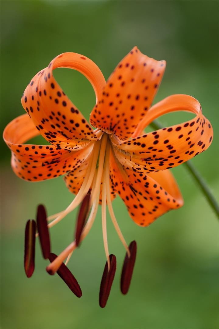 Tigrinė lelija (Lot Lilium lancifolium)-LELIJOS-SVOGŪNINĖS GĖLĖS