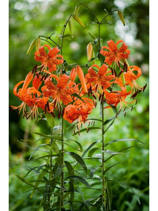 Tigrinė lelija (Lot Lilium lancifolium)-LELIJOS-SVOGŪNINĖS GĖLĖS
