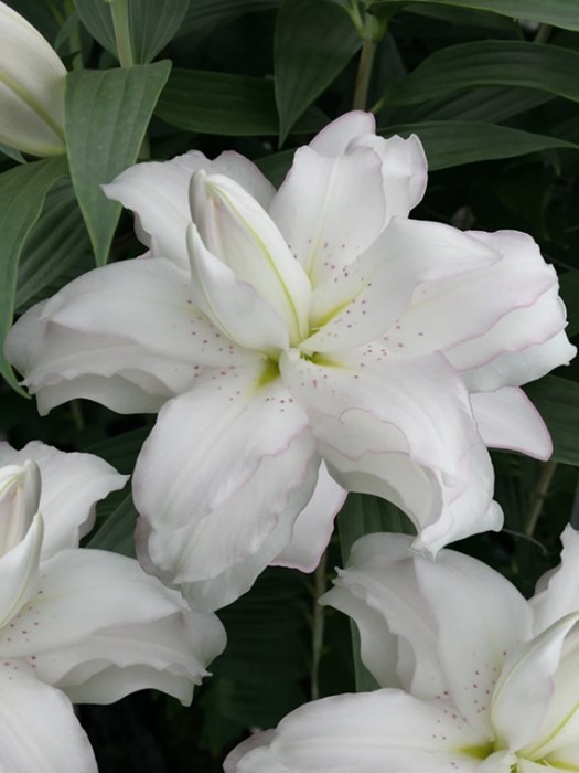 Lelija (Lot Lilium) 'Lotus Beauty'-LELIJOS-SVOGŪNINĖS GĖLĖS