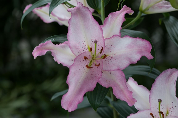 Lelija (Lot Lilium) 'Brasilia'-LELIJOS-SVOGŪNINĖS GĖLĖS