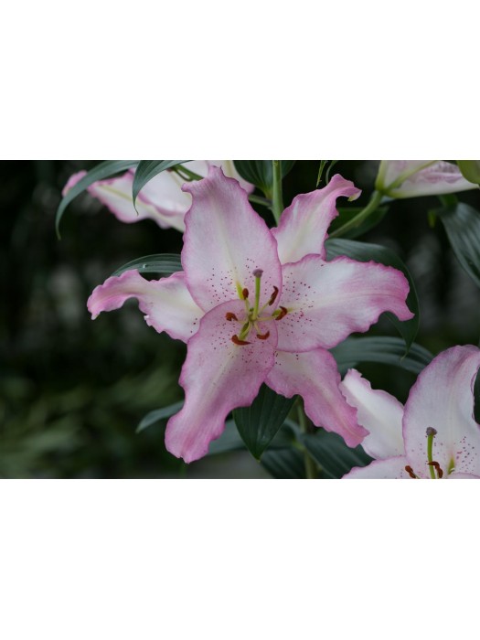 Lelija (Lot Lilium) 'Brasilia'-LELIJOS-SVOGŪNINĖS GĖLĖS