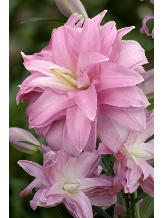 Lelija (Lot Lilium) 'Lotus Breeze'-LELIJOS-SVOGŪNINĖS GĖLĖS