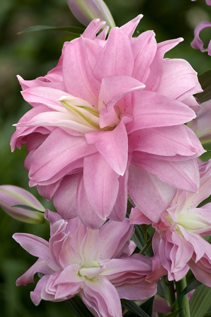 Lelija (Lot Lilium) 'Lotus Breeze'-LELIJOS-SVOGŪNINĖS GĖLĖS