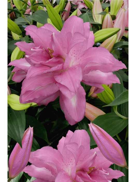 Lelija (Lot Lilium) 'Lotus Dream'-LELIJOS-SVOGŪNINĖS GĖLĖS