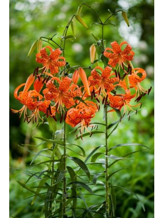 Lelija (Lot Lilium) 'Leightlinni'-LELIJOS-SVOGŪNINĖS GĖLĖS
