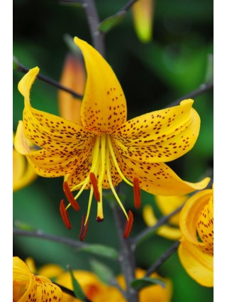 Lelija (Lot Lilium) 'Leightlinni'-LELIJOS-SVOGŪNINĖS GĖLĖS