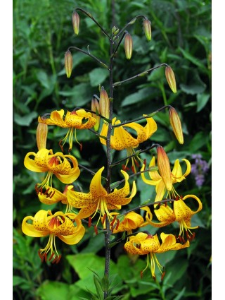 Lelija (Lot Lilium) 'Leightlinni'-LELIJOS-SVOGŪNINĖS GĖLĖS